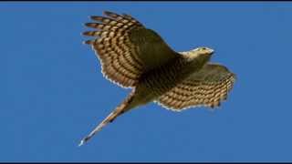 Sparrowhawk Bird Call Bird Song [upl. by Tristis645]