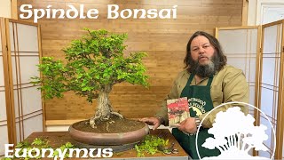 Greenwood Bonsai  Spindle Bonsai Euonymus [upl. by Tootsie]