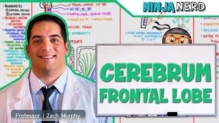 Neurology  Cerebrum Frontal Lobe Anatomy amp Function [upl. by Anyale]