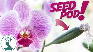 How To Hand Pollinate Phalaenopsis Orchids  Growing Orchids From Seeds at Home [upl. by Arehahs860]