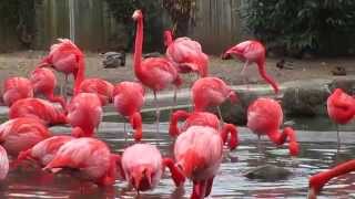 Pink Flamingo Birds  At The National ZOO [upl. by Ysnat708]