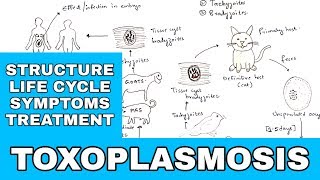 Toxoplasmosis  Toxoplasma gondii  Structure Life cycle Symptoms Treatment  Bio science [upl. by Sebastien]