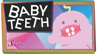 Why Do We Have Baby Teeth [upl. by Naresh]