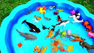 Learn With Wild Zoo Animals Blue Water Big Shark Toys For Kids [upl. by Cleave]