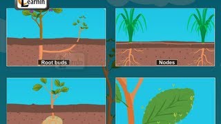 Buds formed in plants  Vegetative propagation  Biology [upl. by Eirellam]