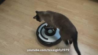 Cat shows HOW TO use iRobot Roomba Vacuum [upl. by Ystap]