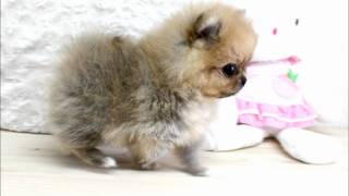 Boutique Teacup Puppies  Micro Teacup Pomeranians Tiniest Pom Puppies [upl. by Narine]