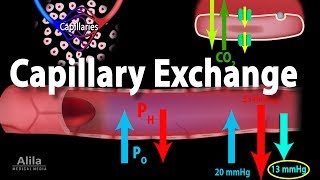 Capillary Exchange and Edema Animation [upl. by Naawaj]