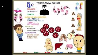 Toxoplasmosis toxoplasma gondii [upl. by Dion385]