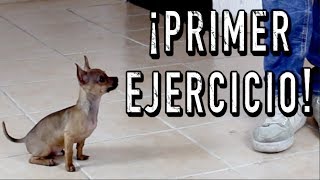 El PRIMER ENTRENAMIENTO de un perro CACHORRO  MartGon [upl. by Leacim]