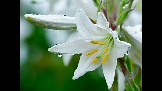 Michel Pépé  Fleur de Lys [upl. by Seibold]