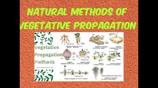 Vegetative propagation  By root By stem By leaves [upl. by Airbmac]