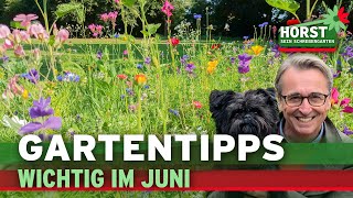 Brennnesselsud Insektengarten Zwiebelblüher  Horst sein Schrebergarten [upl. by Sedgewinn]