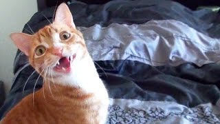 Funny Cats and Kittens Meowing Compilation [upl. by Sanford]