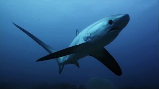 Thresher Sharks Kill Prey With Tail Like A Whip  SHARK WEEK [upl. by Lajib]