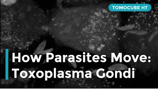 How Parasites Move Toxoplasma gondii [upl. by Jochbed]