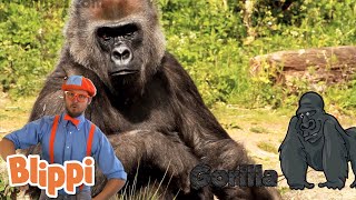 Zoo Animals  Blippi  Kids Learning Videos  Nursery Rhymes  ABCs And 123s [upl. by Helbonnas651]