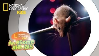 Rat Genius  Awesome Animals [upl. by Tita]