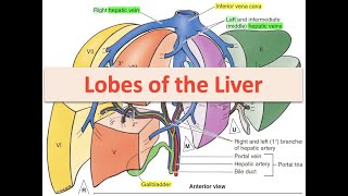 Lobes of the Liver [upl. by Bowlds]