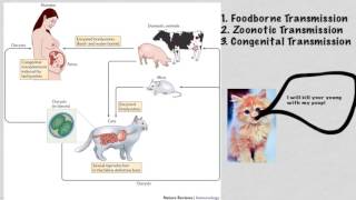 Toxoplasma gondii [upl. by Atiroc]