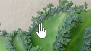 Vegetative propagation amp advantages  How do organisms reproduce  Biology  Khan Academy [upl. by Itsur]