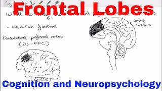 Frontal Lobes  Cognition and Neuropsychology [upl. by Russell382]