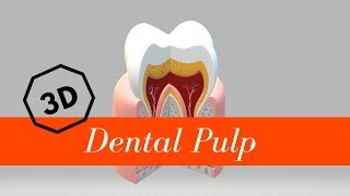 Dental Pulp [upl. by Viquelia434]