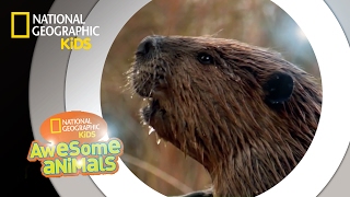 American Beaver  Awesome Animals [upl. by Storm]