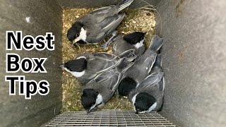 Nest Box Tips and Tricks [upl. by Ycul]