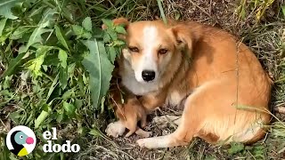 Perrita y sus cachorros son rescatados de la calle  El Dodo [upl. by Tillo711]