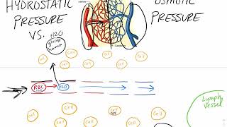 Hydrostatic pressure vs Osmotic pressure in Capillaries [upl. by Leckie]