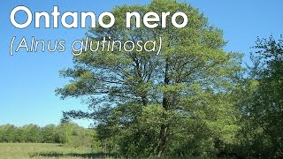 Ontano nero Alnus glutinosa [upl. by Pru321]