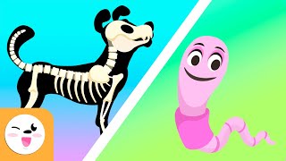 Vertebrate and invertebrate animals  Educational videos for kids [upl. by Kerry]