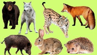 Learn Names and Sound Forest animals for Kids in Englis [upl. by Andriette]