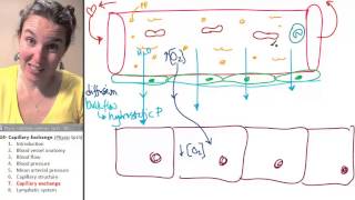 Capillary exchange 7 Function [upl. by Blackmore]