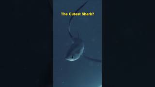 Thresher Shark [upl. by Ariajay]