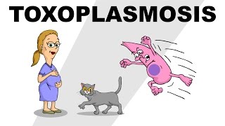 Toxoplasmosis  Plain and Simple [upl. by Miko]