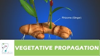 VEGETATIVE PROPAGATION [upl. by Pruchno]