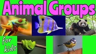 ANIMAL Groups  Animal Classification for kids 🐼🐍🐦🐠🐸  Miss Ellis animalclassification [upl. by Mulvihill]