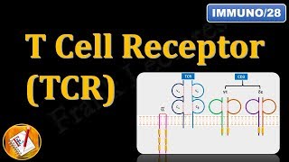 T Cell ReceptorTCR and CD3 FLImmuno28 [upl. by Ahseer746]