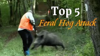 Feral Hog Attacks  Top 5 [upl. by Reeva]