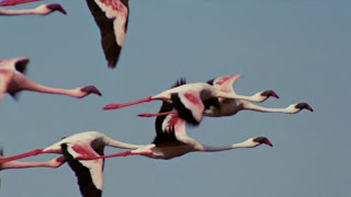 Flamingosis  Flight of the Flamingo Official Video [upl. by Atsirc726]