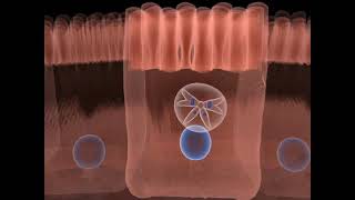 The life cycle of Toxoplasma gondii  Part 02 [upl. by Alemat]