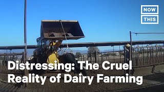 Dairy Farming Cruelty Exposed [upl. by Othello]