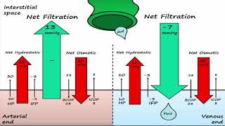 Capillary Exchange amp Edema [upl. by Ancier]