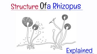 Rhizopus  Microorganisms  Biology [upl. by Esila]