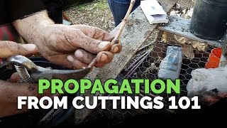 Propagating From Cuttings 101 [upl. by Noman]