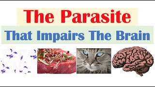 Toxoplasmosis The Parasite That Reduces Brain Functioning amp Where It Comes From [upl. by Koal]