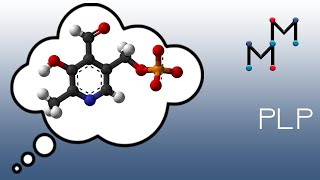 Transamination Mechanism Chemistry of the PLP Coenzyme [upl. by Nagard]