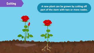 Types of Reproduction in Plants [upl. by Petra]